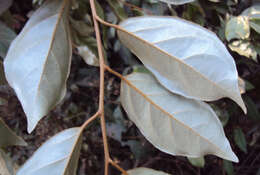 Image of Elaeagnus conferta Roxb.