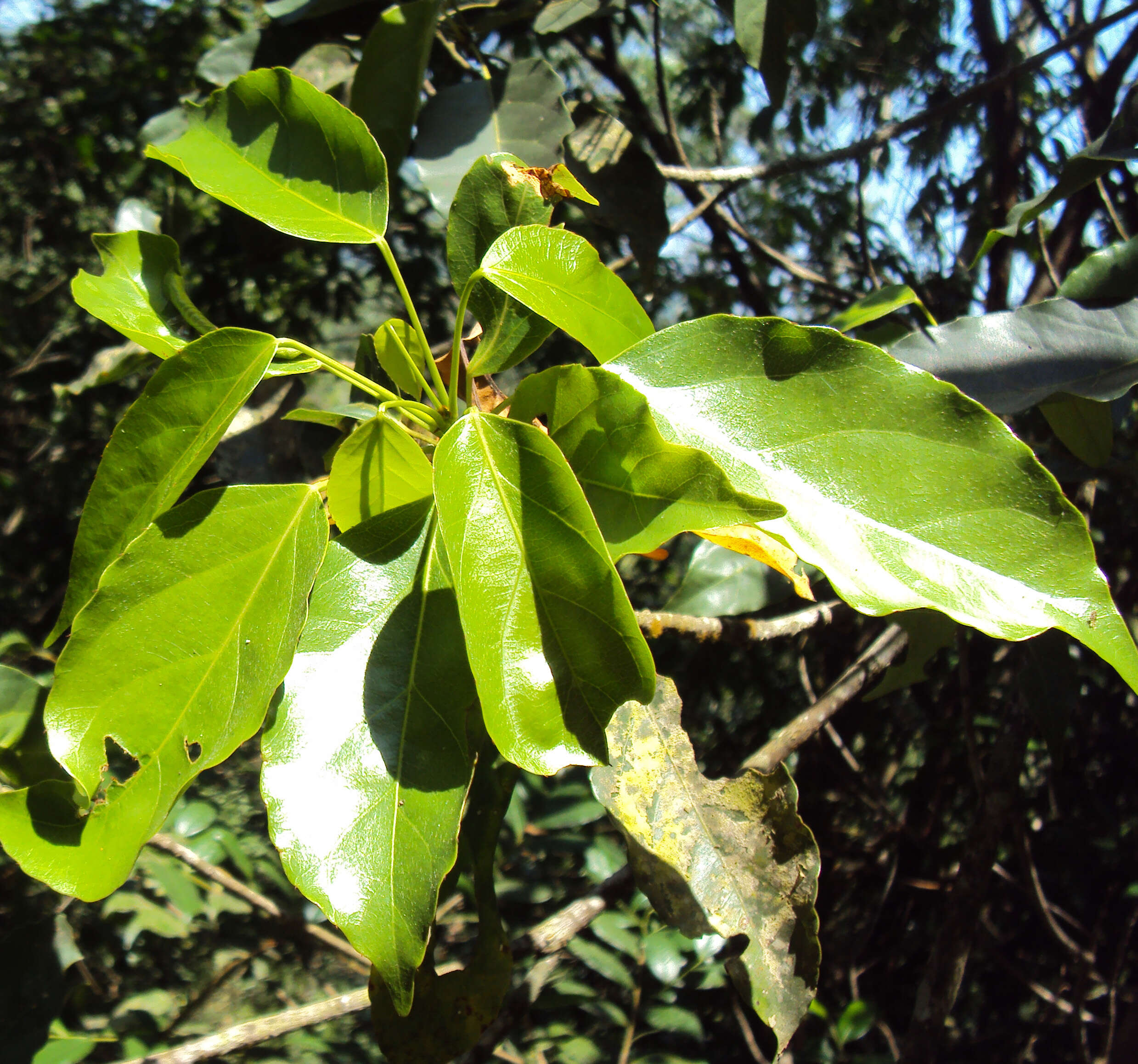 Image of Elaeocarpus munronii