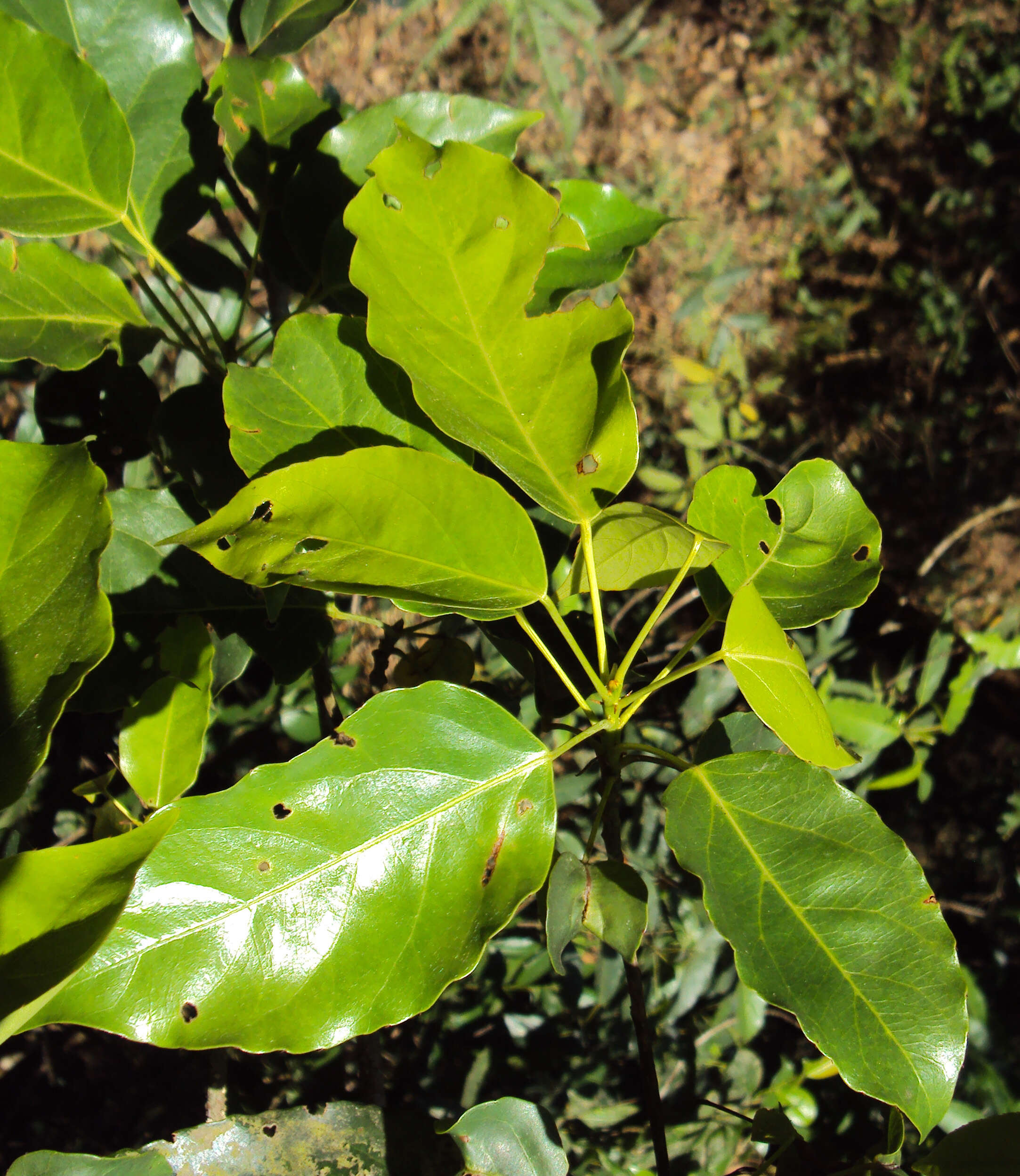 Image of Elaeocarpus munronii