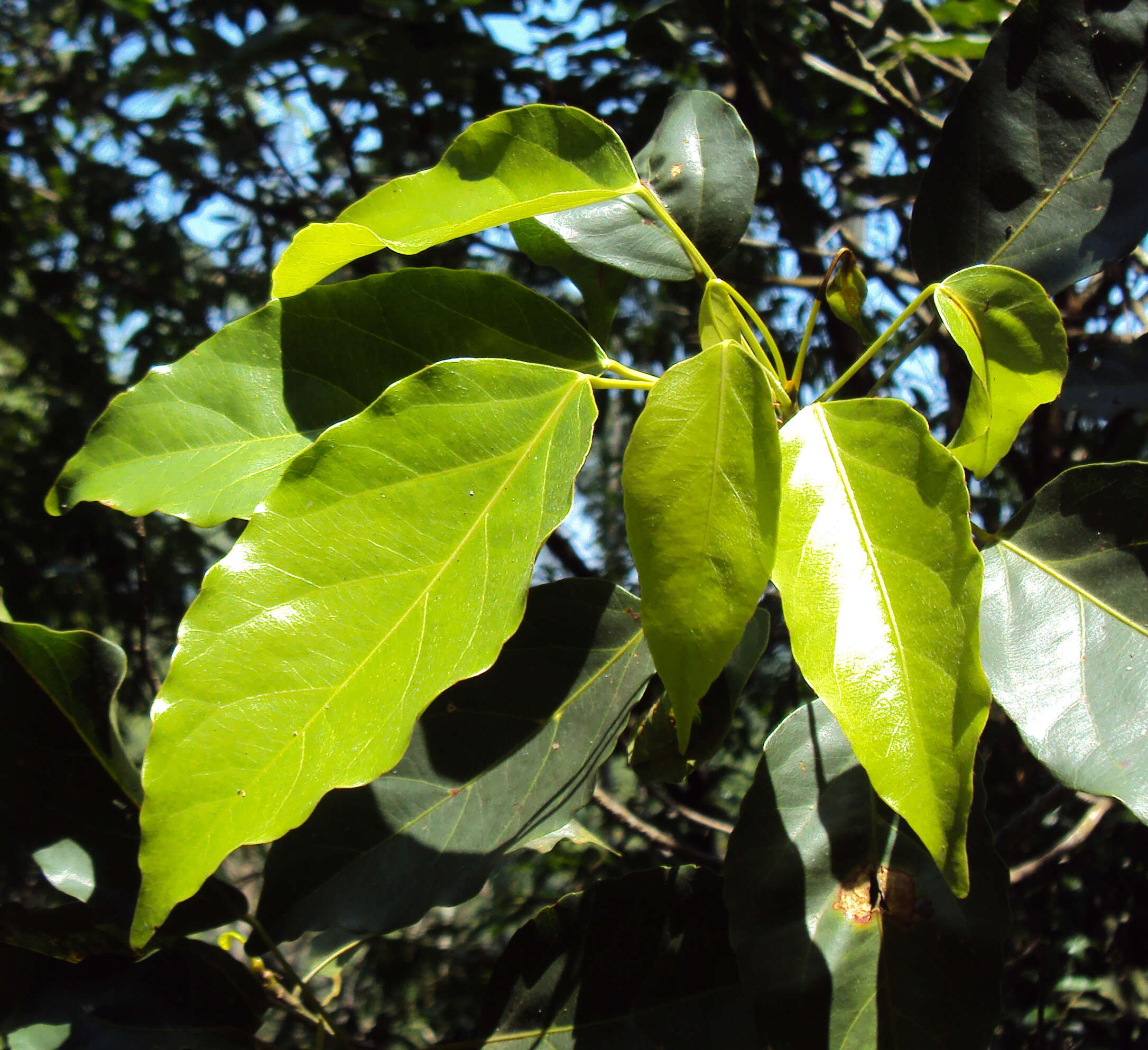 Image of Elaeocarpus munronii