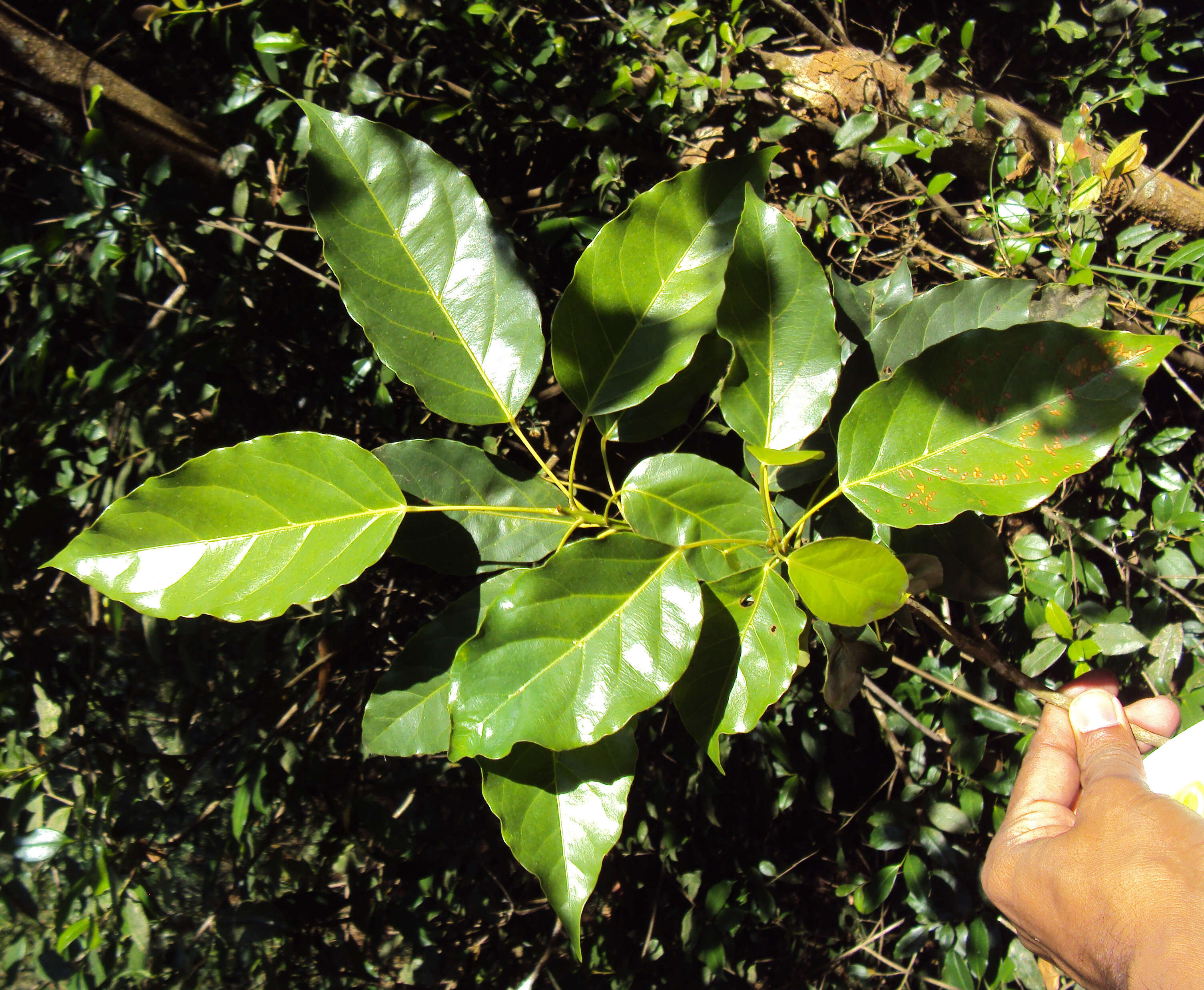 Image of Elaeocarpus munronii