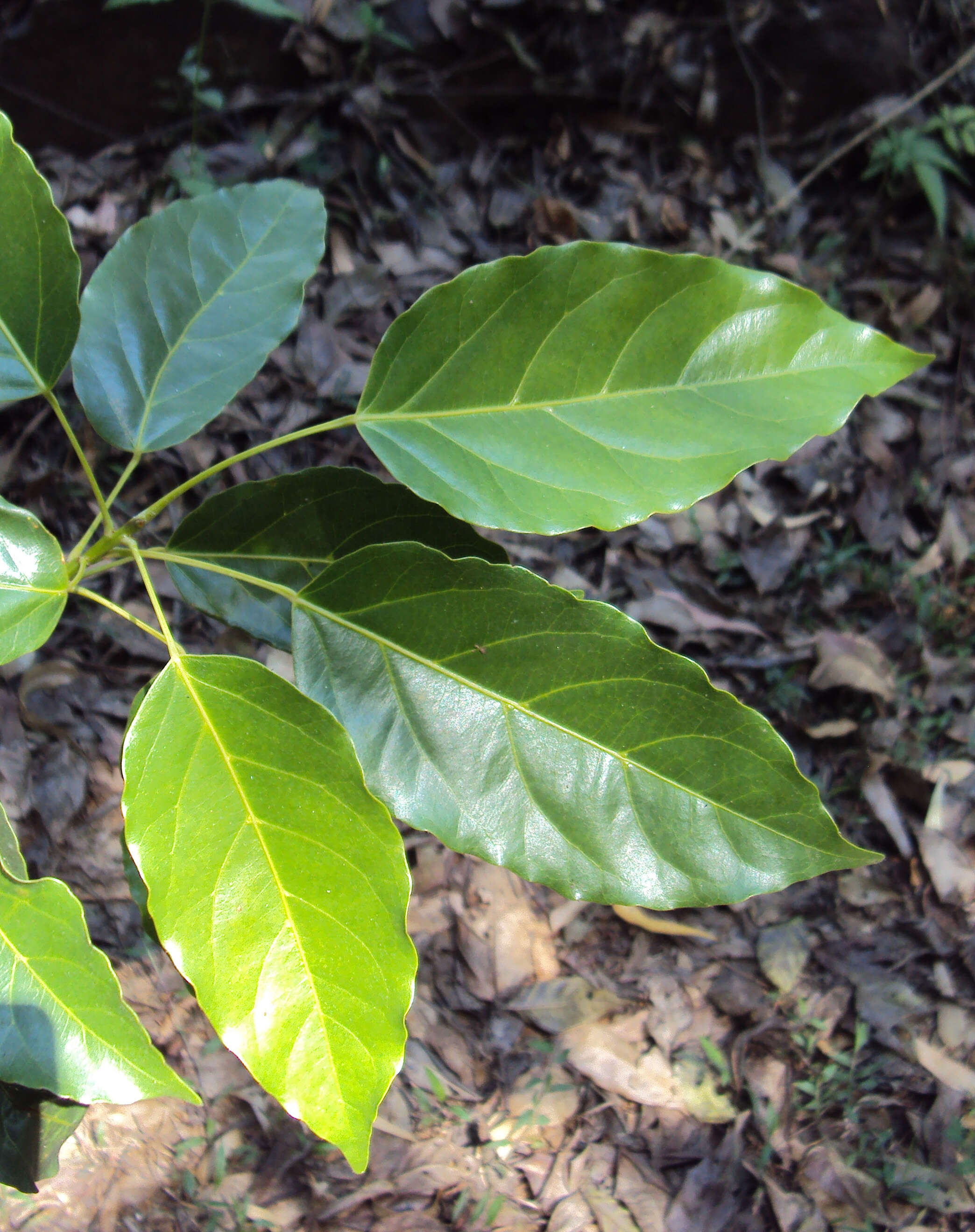 Image of Elaeocarpus munronii