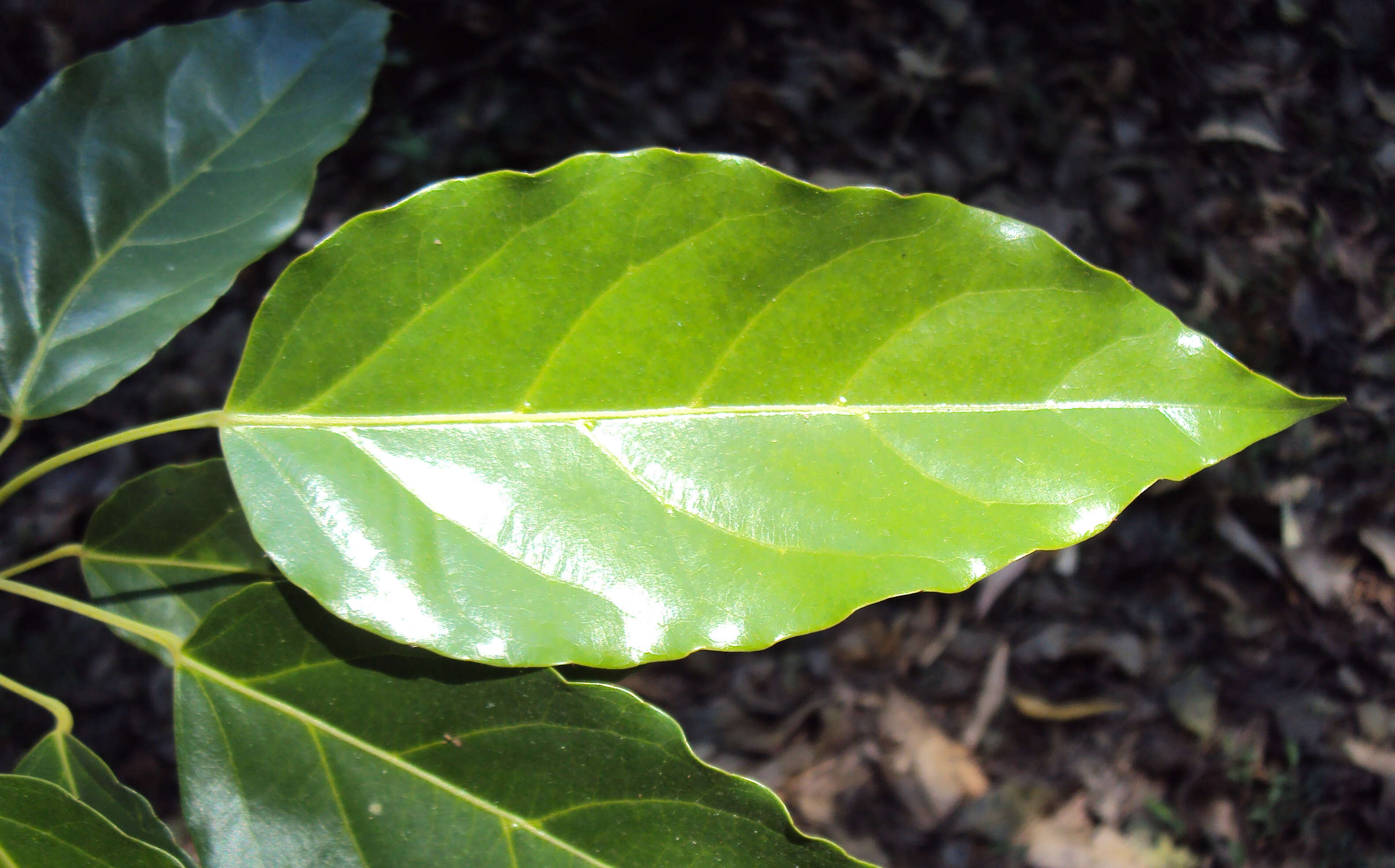 Image of Elaeocarpus munronii