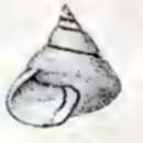 Image of Sinutor incertus (Reeve 1863)
