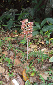 Image of Carrion orchid