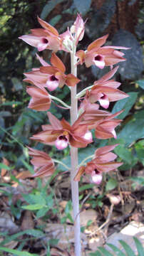 Image of Carrion orchid