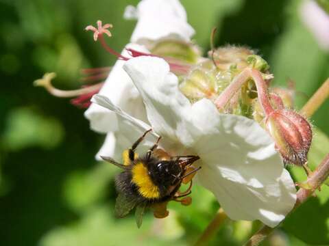 Imagem de Geranium macrorrhizum L.