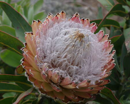 Image of bearded sugarbush