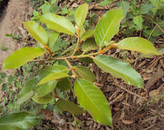 Image de Ficus drupacea Thunb.