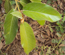 Image of brown-woolly fig