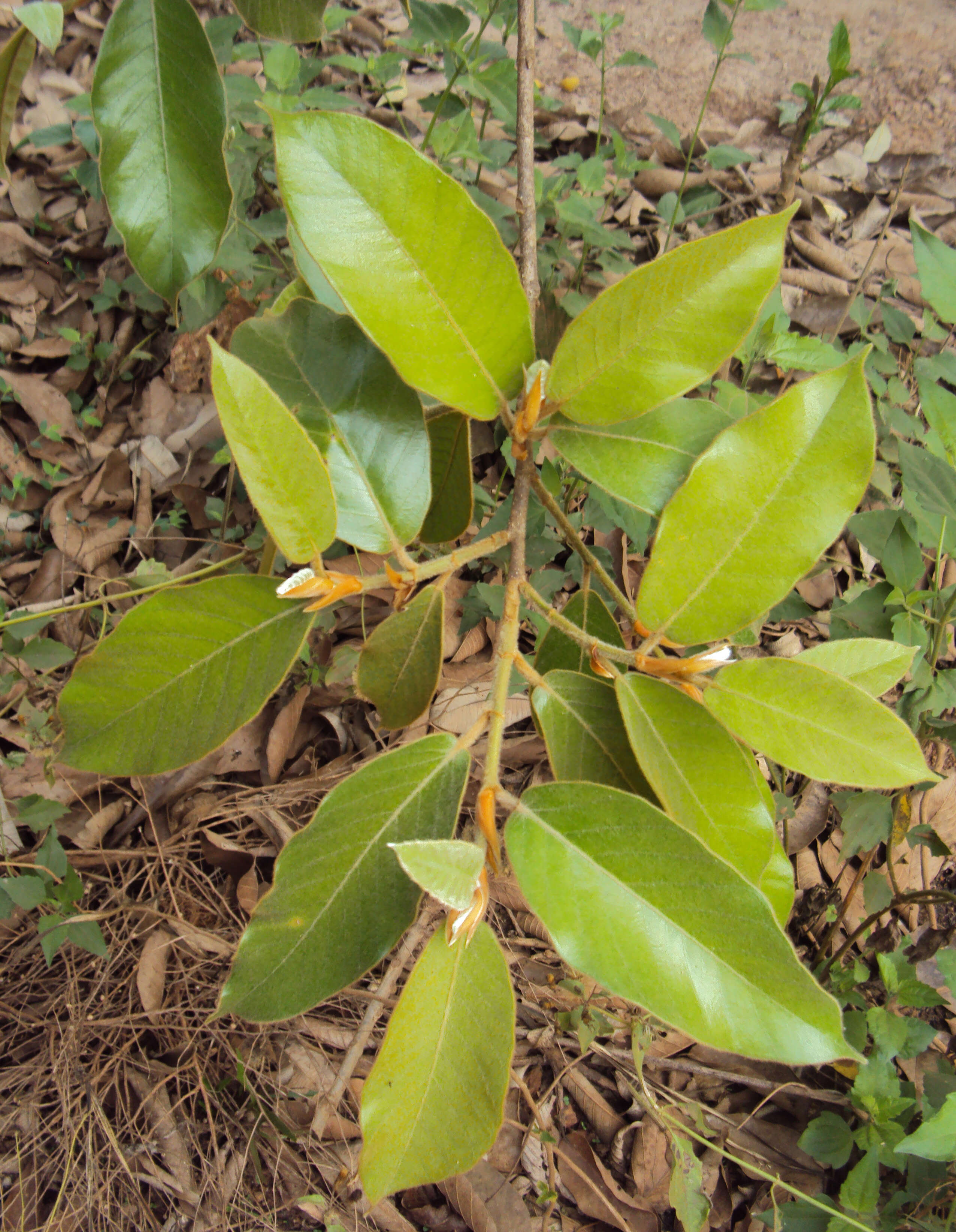 Image of brown-woolly fig