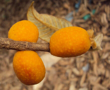 Image of brown-woolly fig