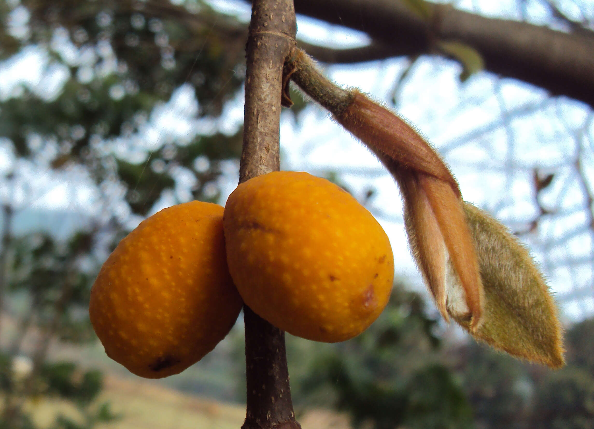 Image of brown-woolly fig