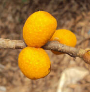 Image of brown-woolly fig