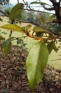 Image of brown-woolly fig