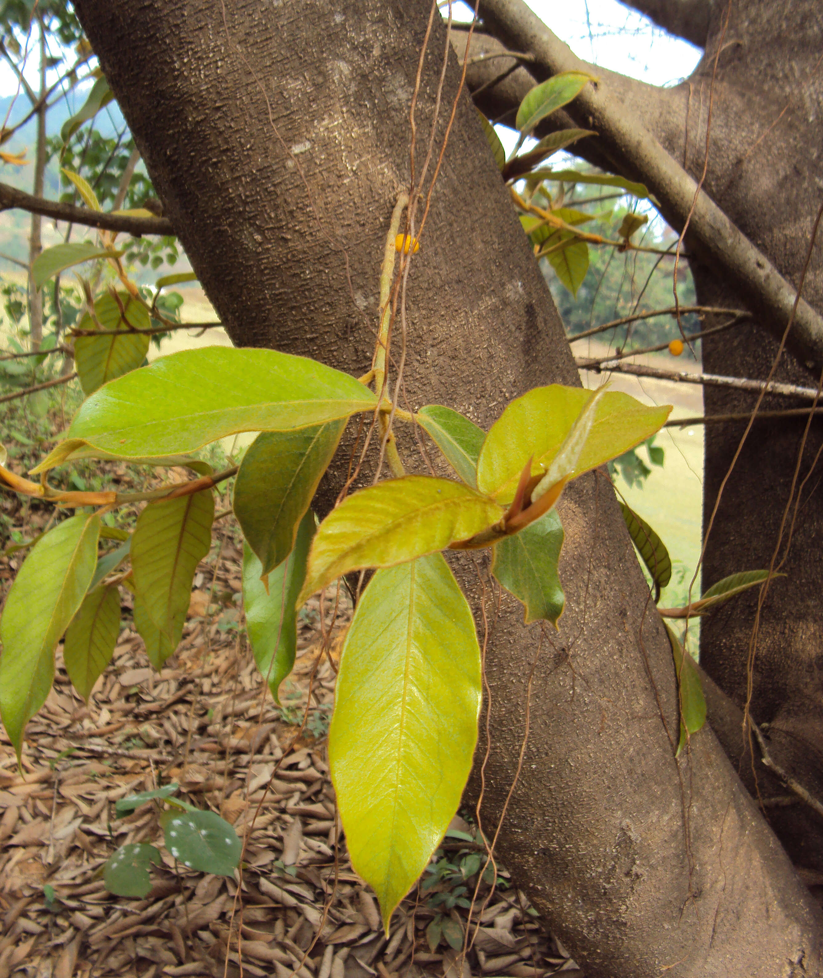 Image de Ficus drupacea Thunb.