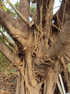 Image de Ficus drupacea Thunb.