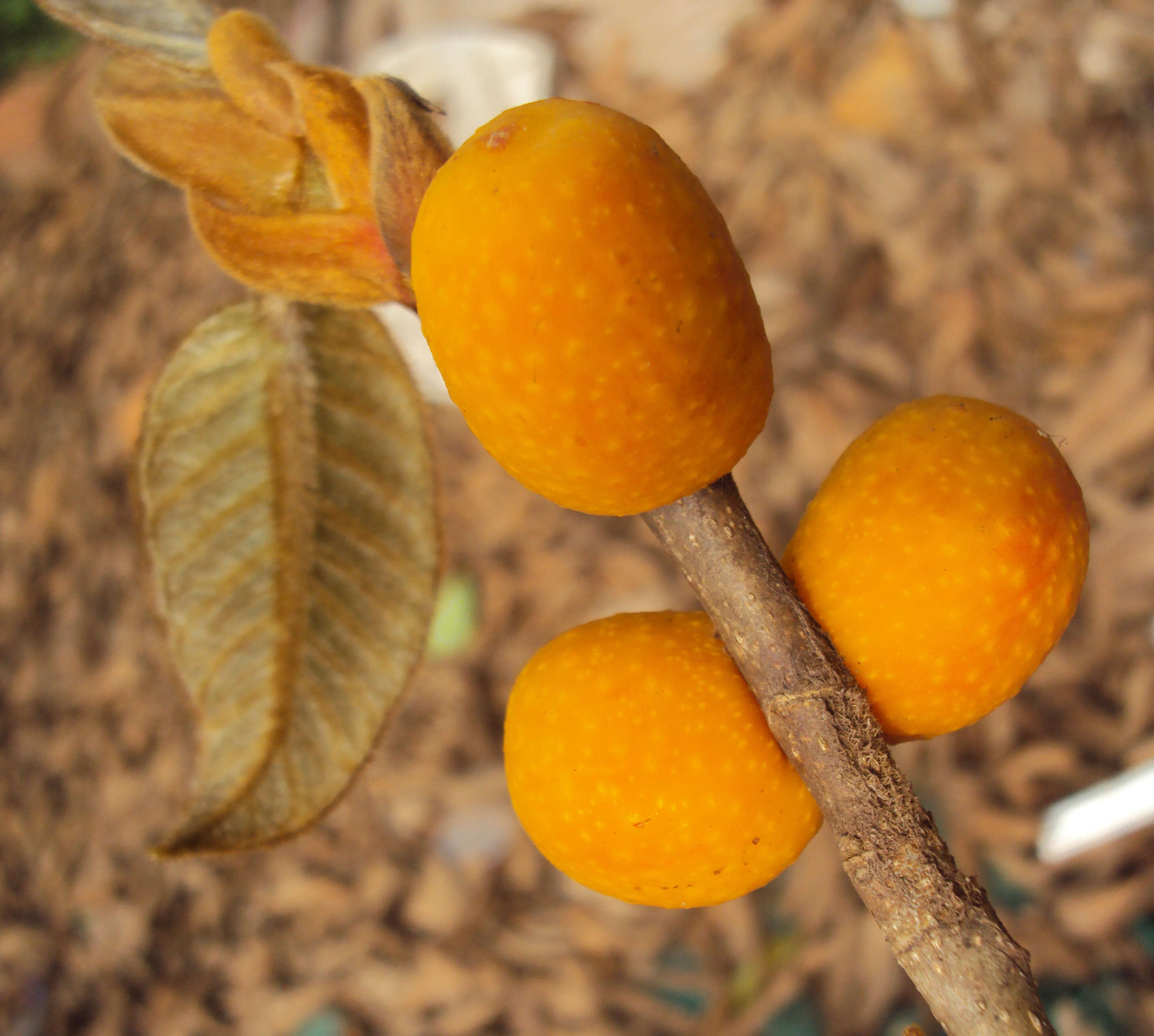 Image of brown-woolly fig