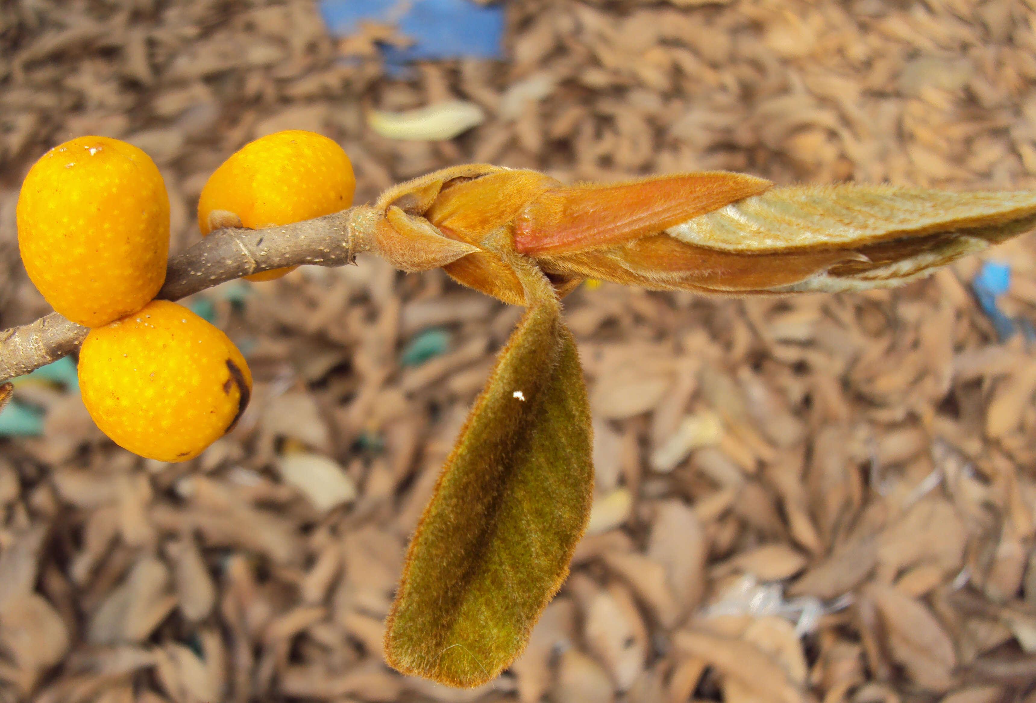 Image of brown-woolly fig