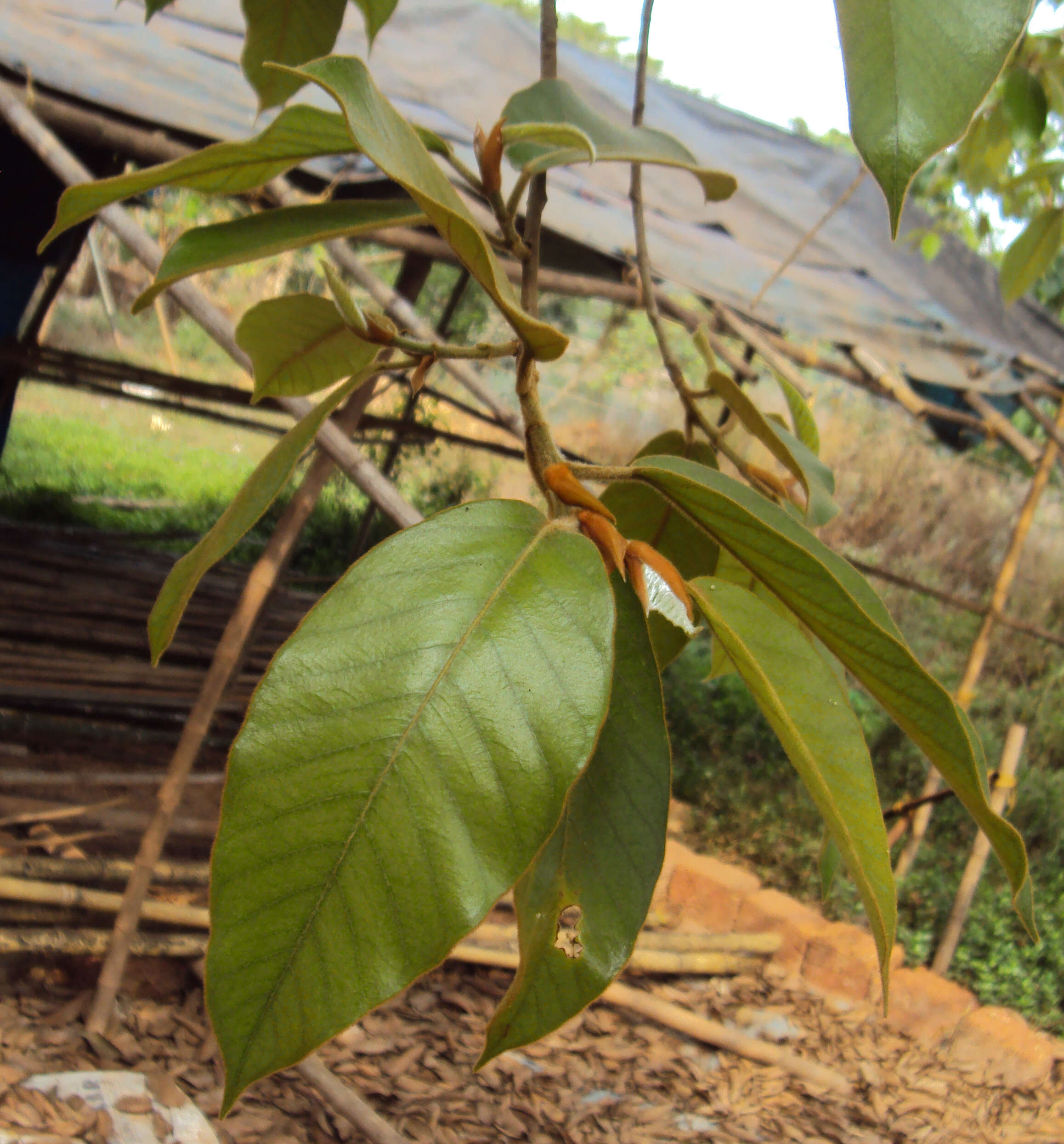 Image of brown-woolly fig