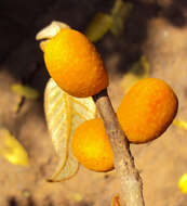 Image of brown-woolly fig