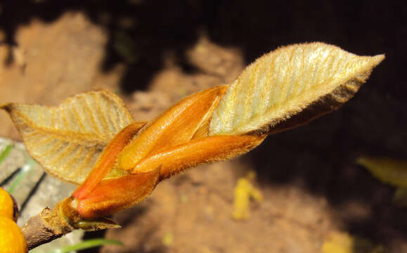 Image of brown-woolly fig