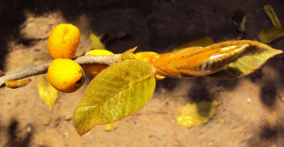 Image of brown-woolly fig