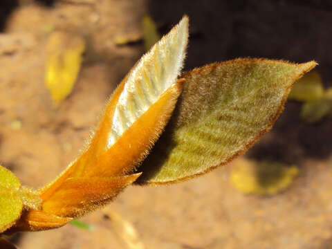 Image of brown-woolly fig