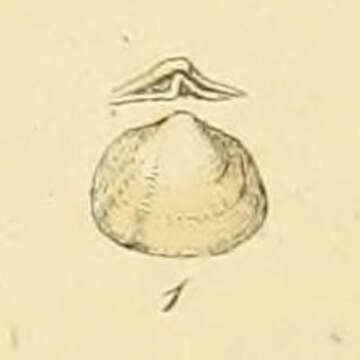 Image of Poromyidae Dall 1886