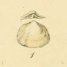 Image of Poromyidae Dall 1886