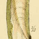 Sivun Phaxas pellucidus (Pennant 1777) kuva