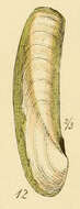 Image of Phaxas Leach ex Gray 1852