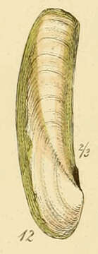 Image of Phaxas Leach ex Gray 1852