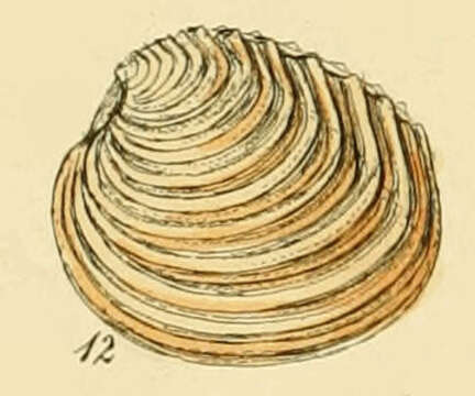 Image of Venus casina Linnaeus 1758