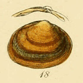 صورة Sphaerium rivicola (Lamarck 1818)