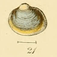 Image of porous-shelled pea mussel