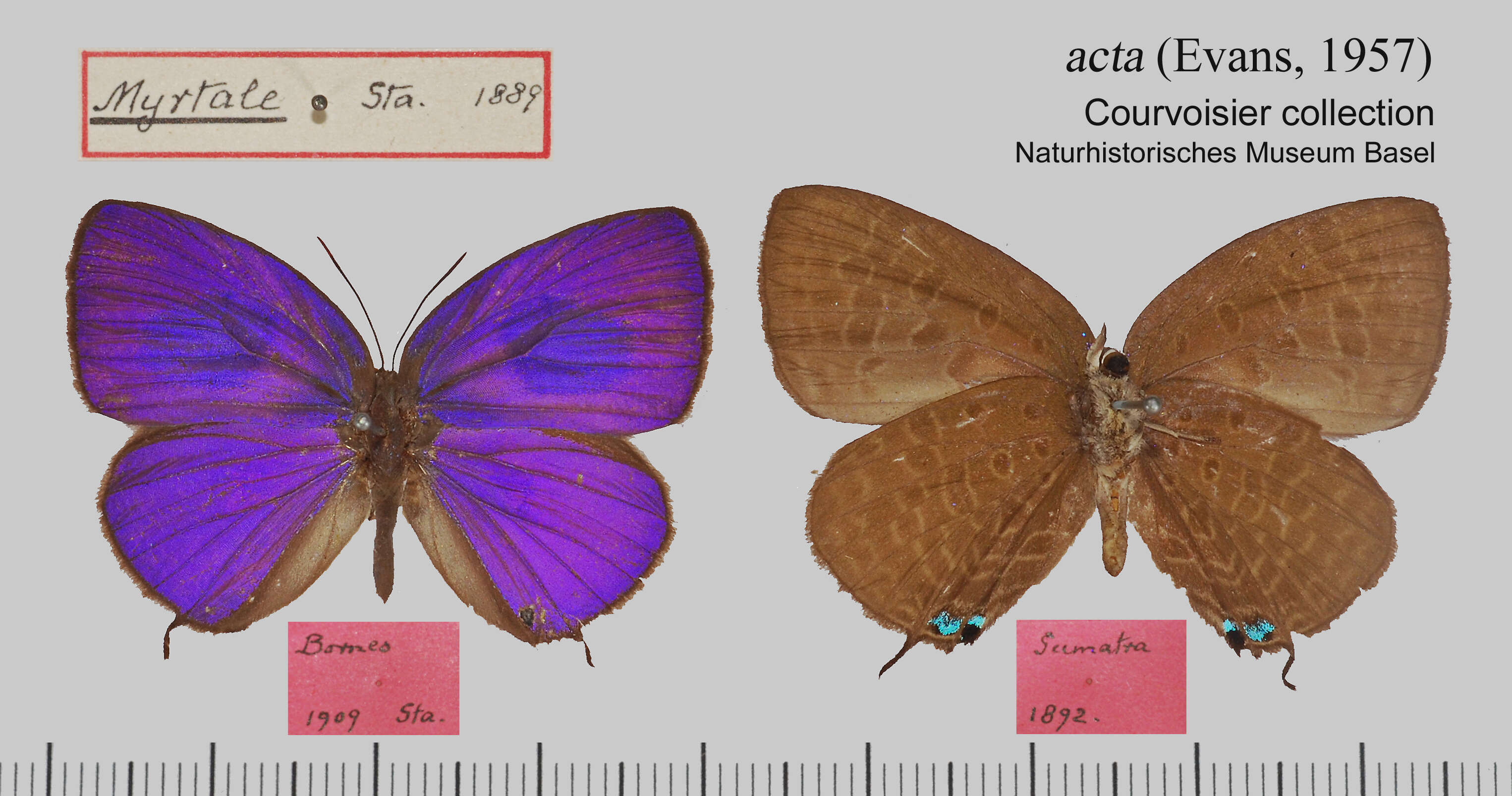 Plancia ëd Arhopala acta (Evans 1957)