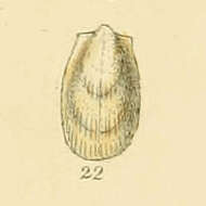 Image of Limatula S. V. Wood 1839