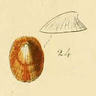 Image of Lepetidae Gray 1850