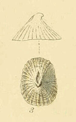Image of Puncturella R. T. Lowe 1827