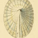 Emarginula crassa J. Sowerby 1813 resmi