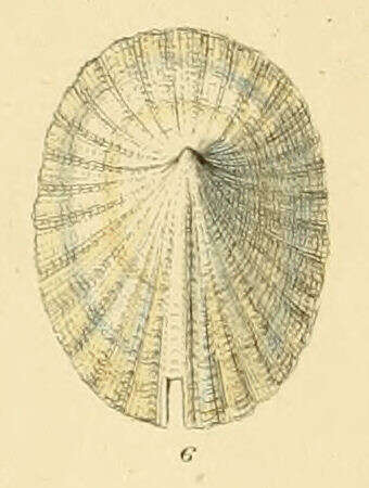 Image de Emarginula crassa J. Sowerby 1813