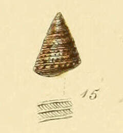 Image of Jujubinus montagui (Wood 1828)