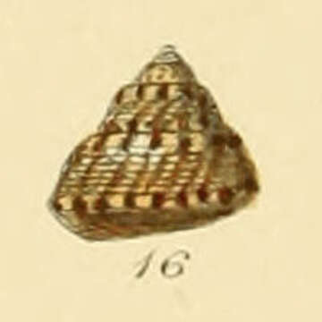 Image of Gibbula tumida (Montagu 1803)