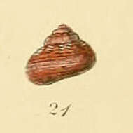 Image of Margarites striatus