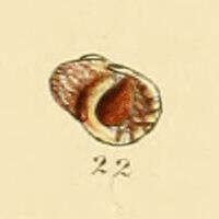 Plancia ëd Littorina fabalis (W. Turton 1825)
