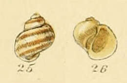 Imagem de Lacuna parva (da Costa 1778)