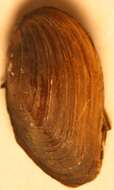 Image of Lampsilis ovata (Say 1817)