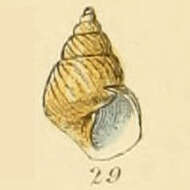 Image of thick chink snail