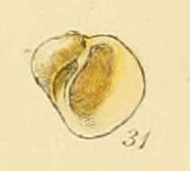 Imagem de Lacuna pallidula (da Costa 1778)
